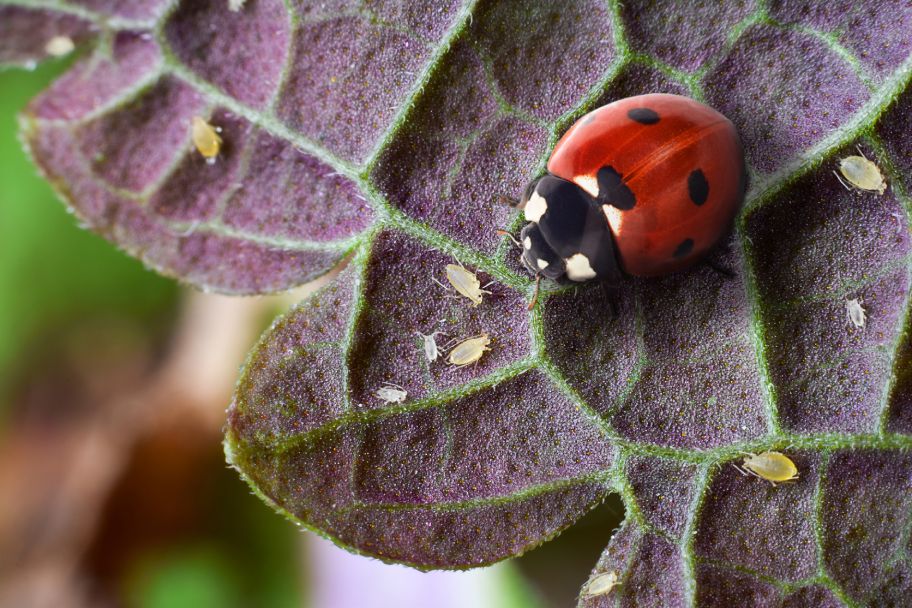 predator lady bug on cannabis plant