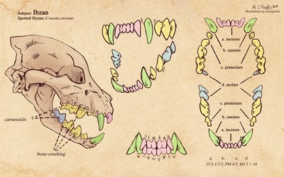 Dentition Reference