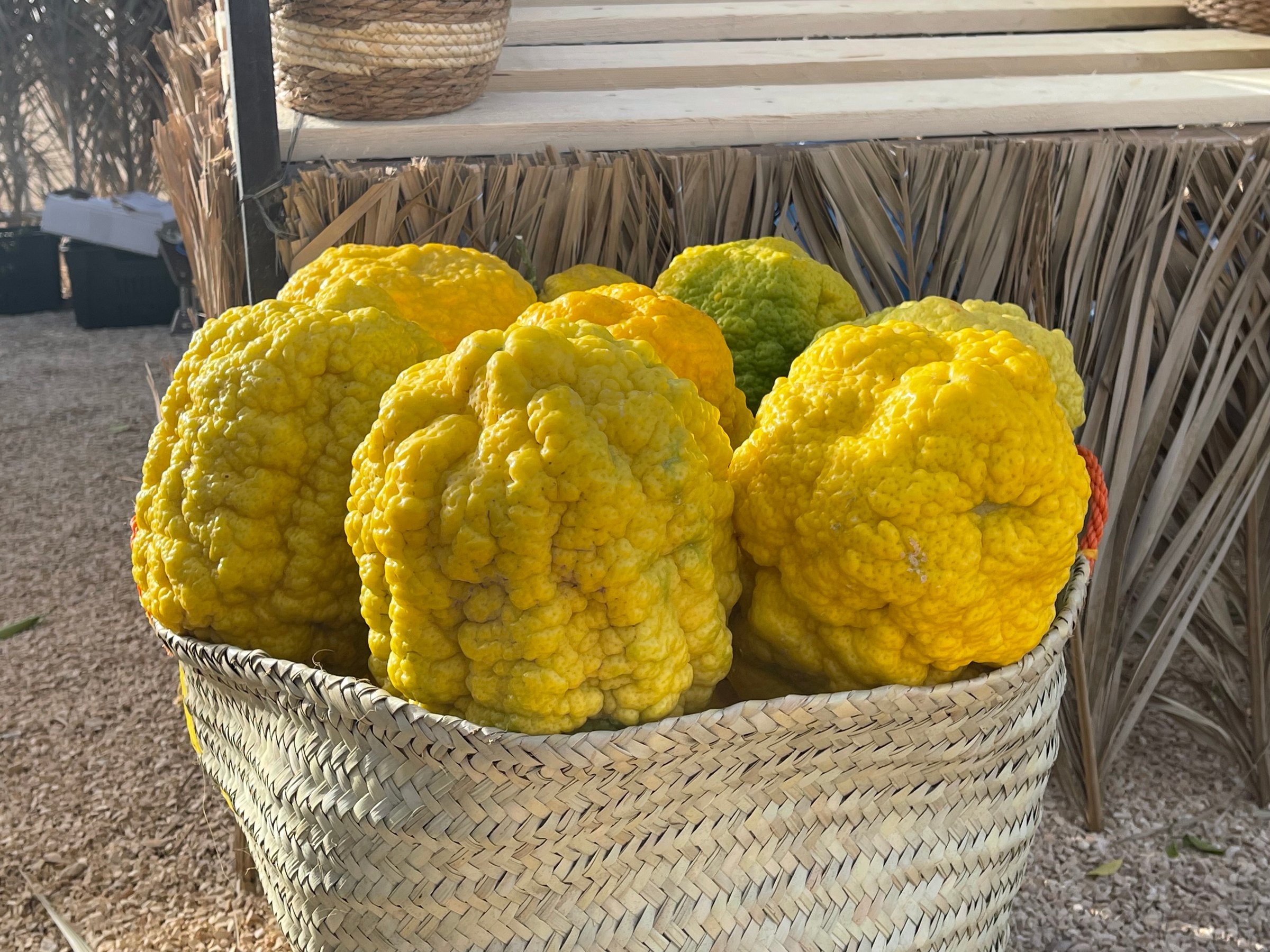 صورة من الألبوم