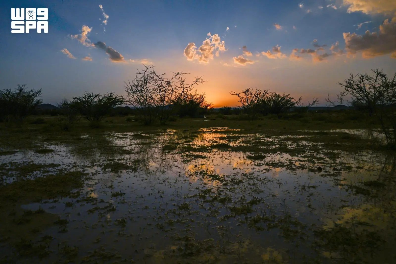 صورة من الألبوم