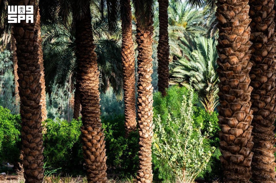 صورة من الألبوم
