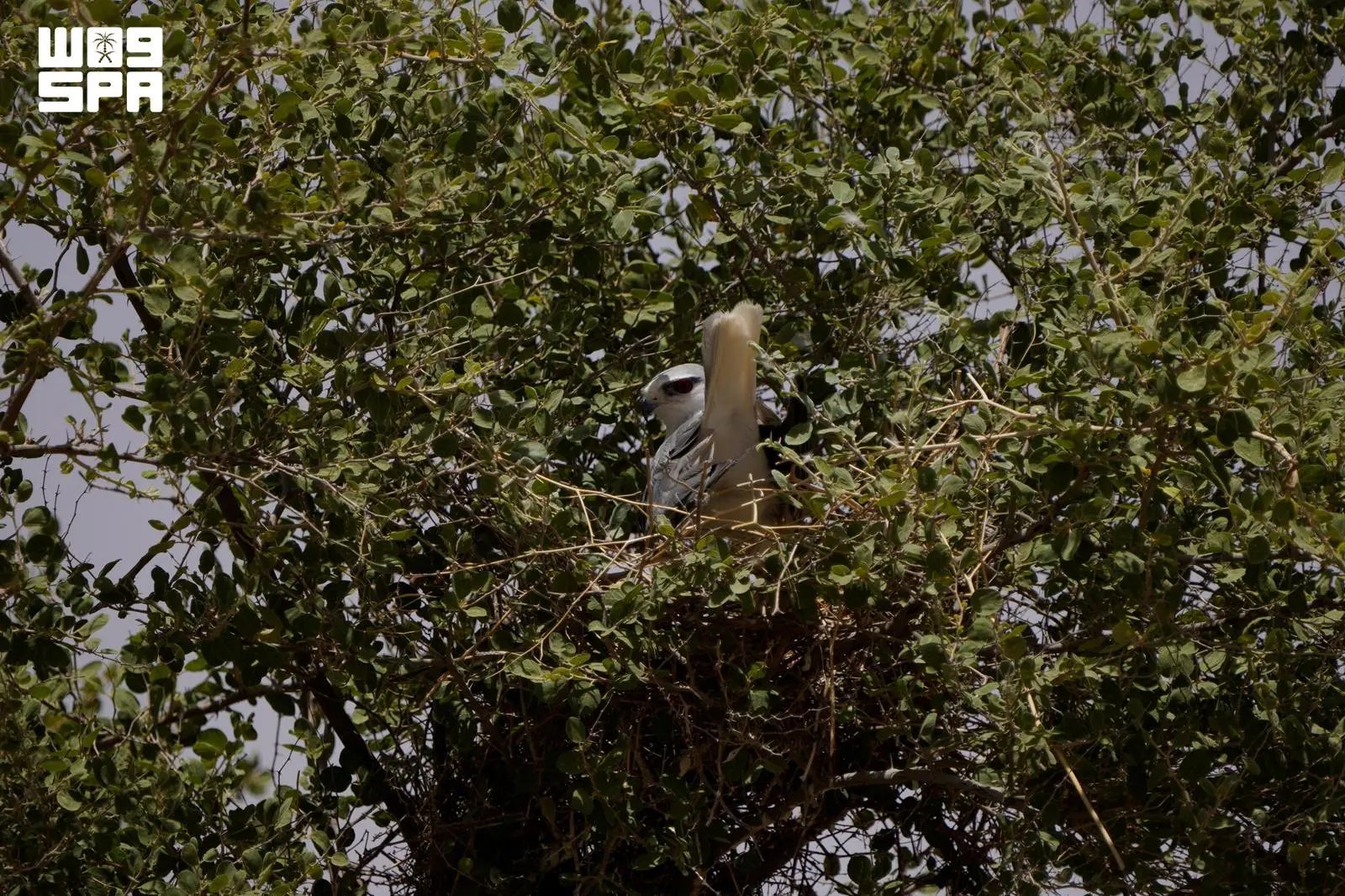 صورة من الألبوم