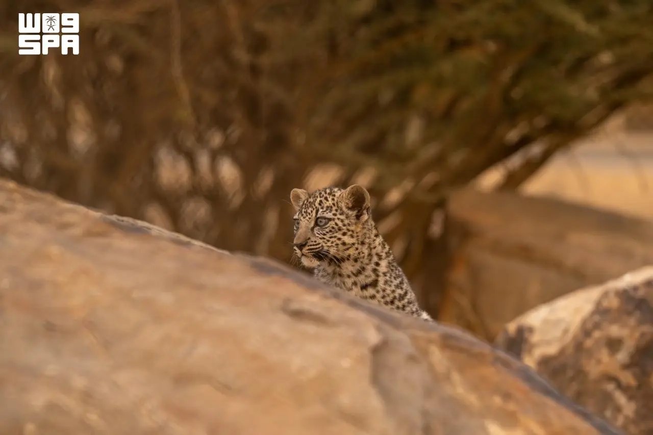 صورة من الألبوم