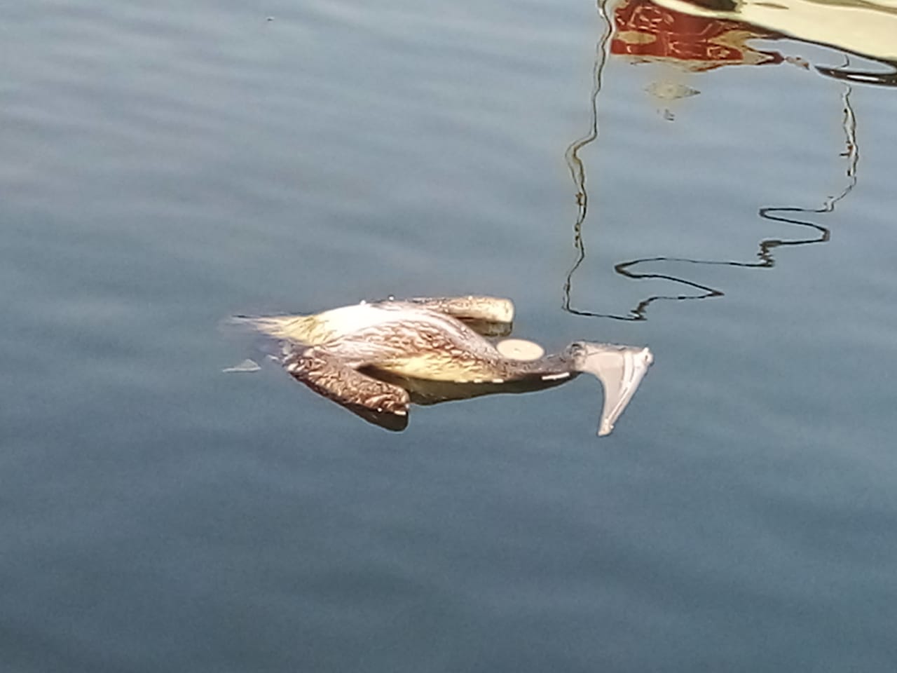 ?´ø§ùø¯.. ø¬ùùø© ø¨ù ø±ø³ù ø§ùøµùø§ø¯ùù