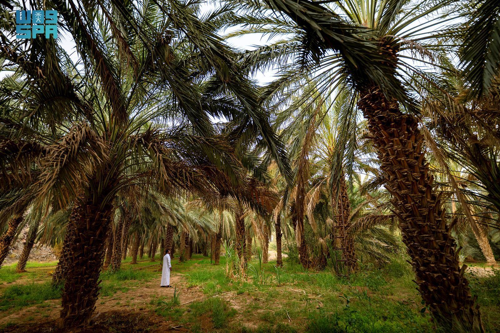 صورة من الألبوم