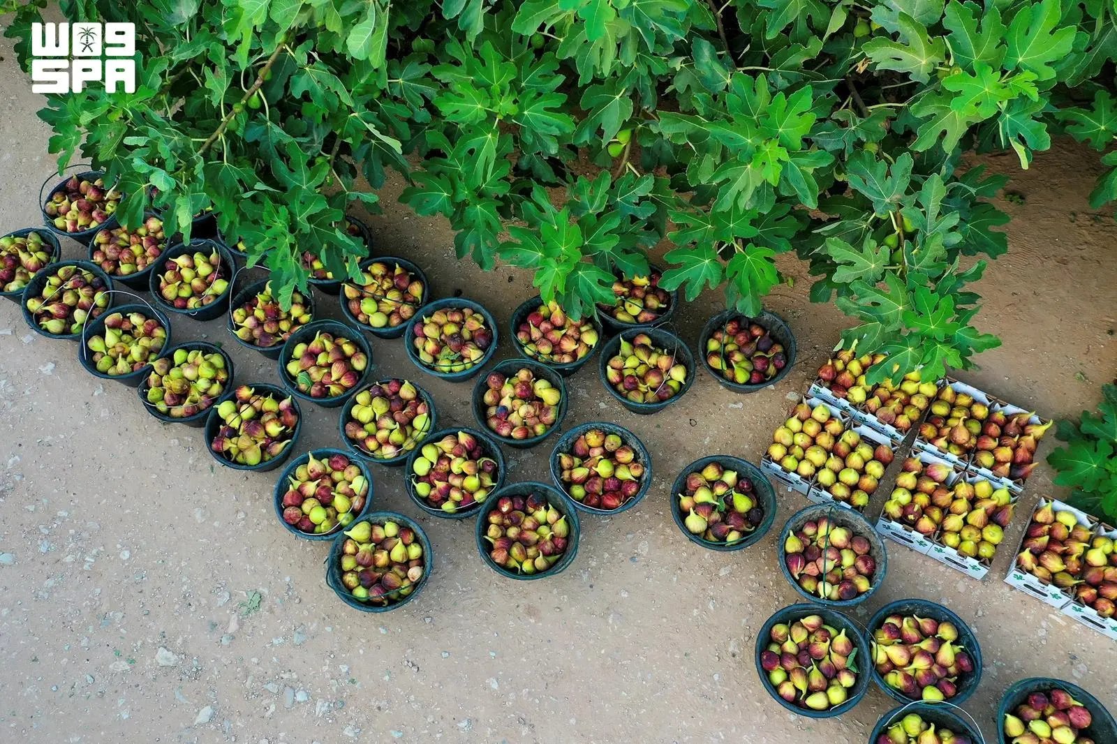 صورة من الألبوم