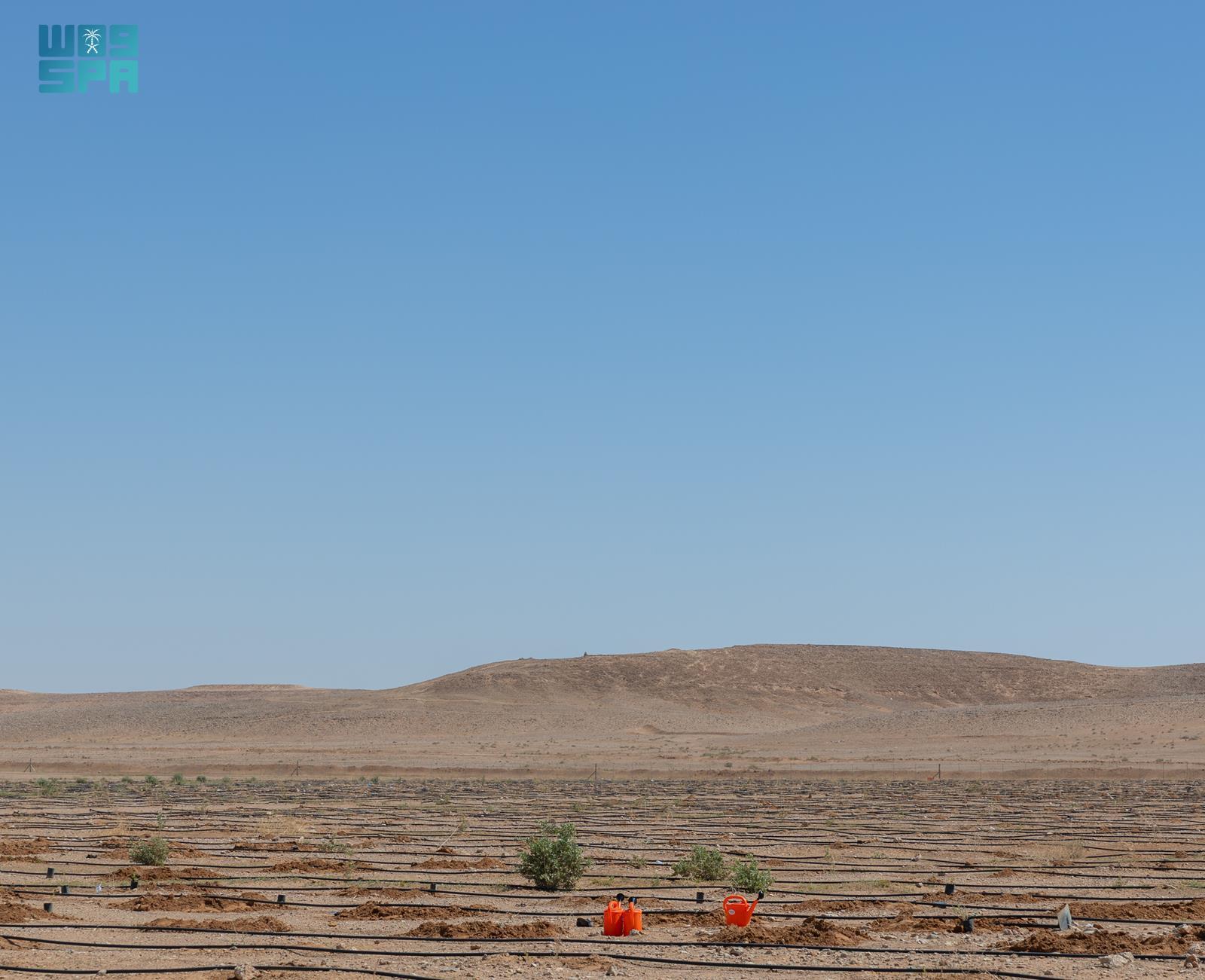 صورة من الألبوم