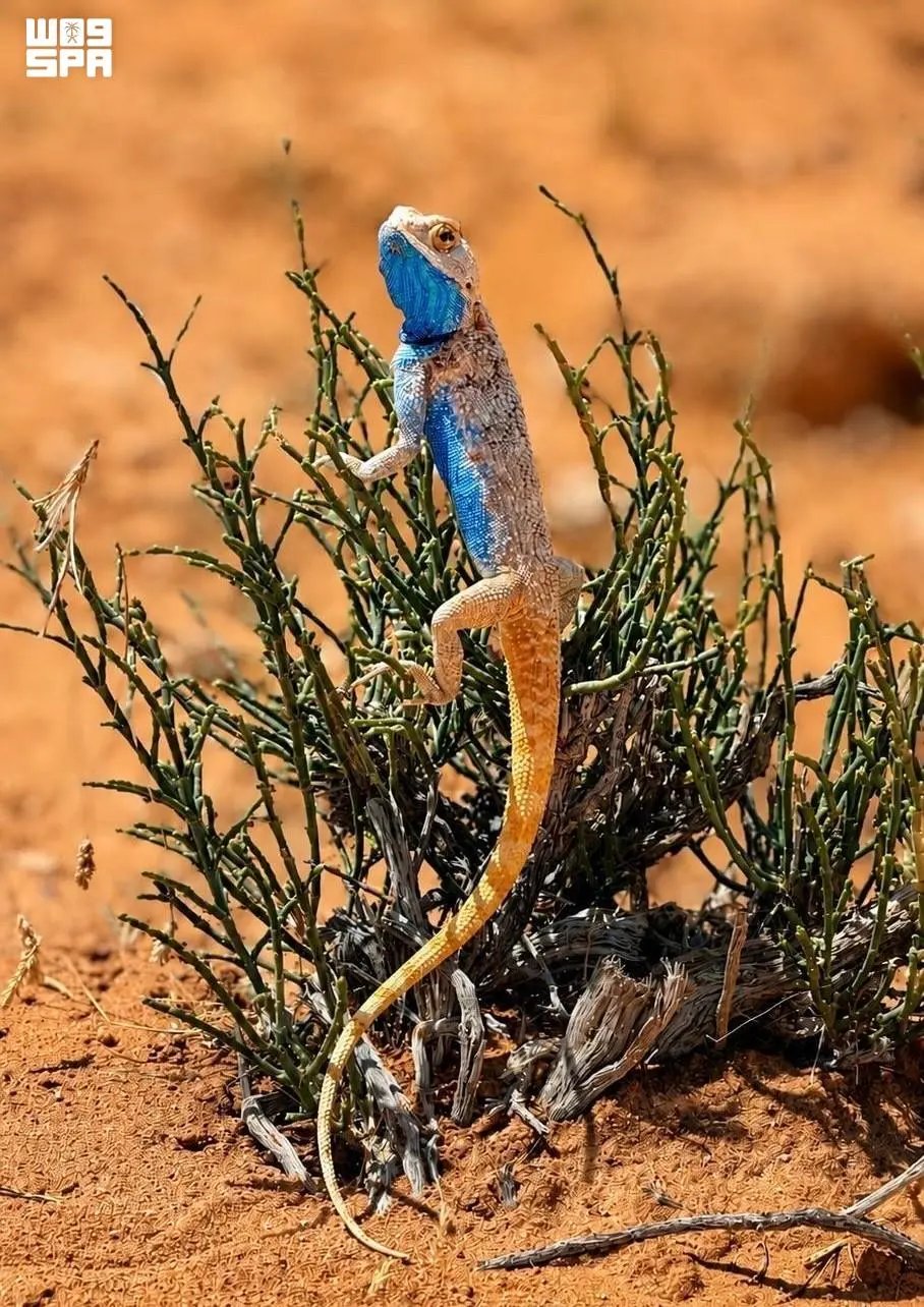 صورة من الألبوم