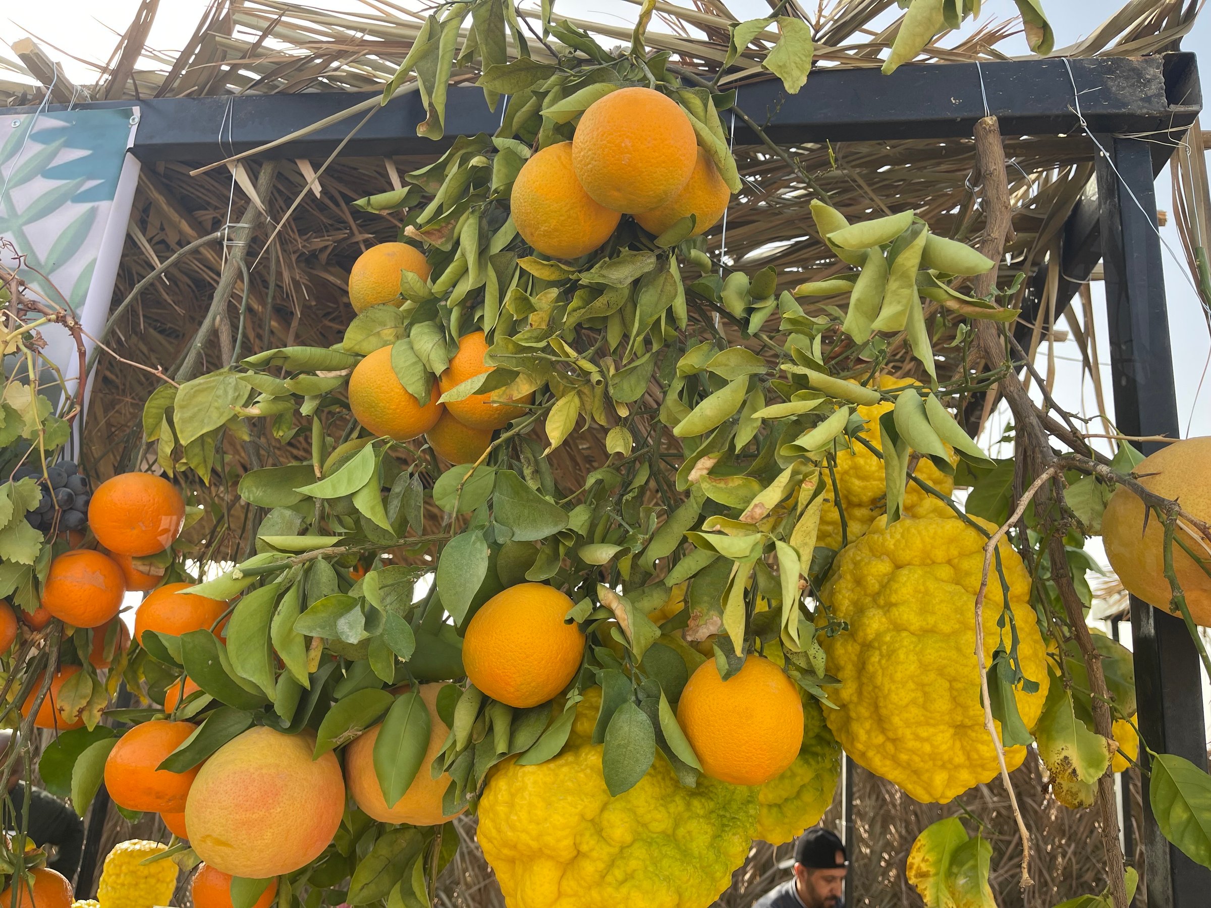 صورة من الألبوم