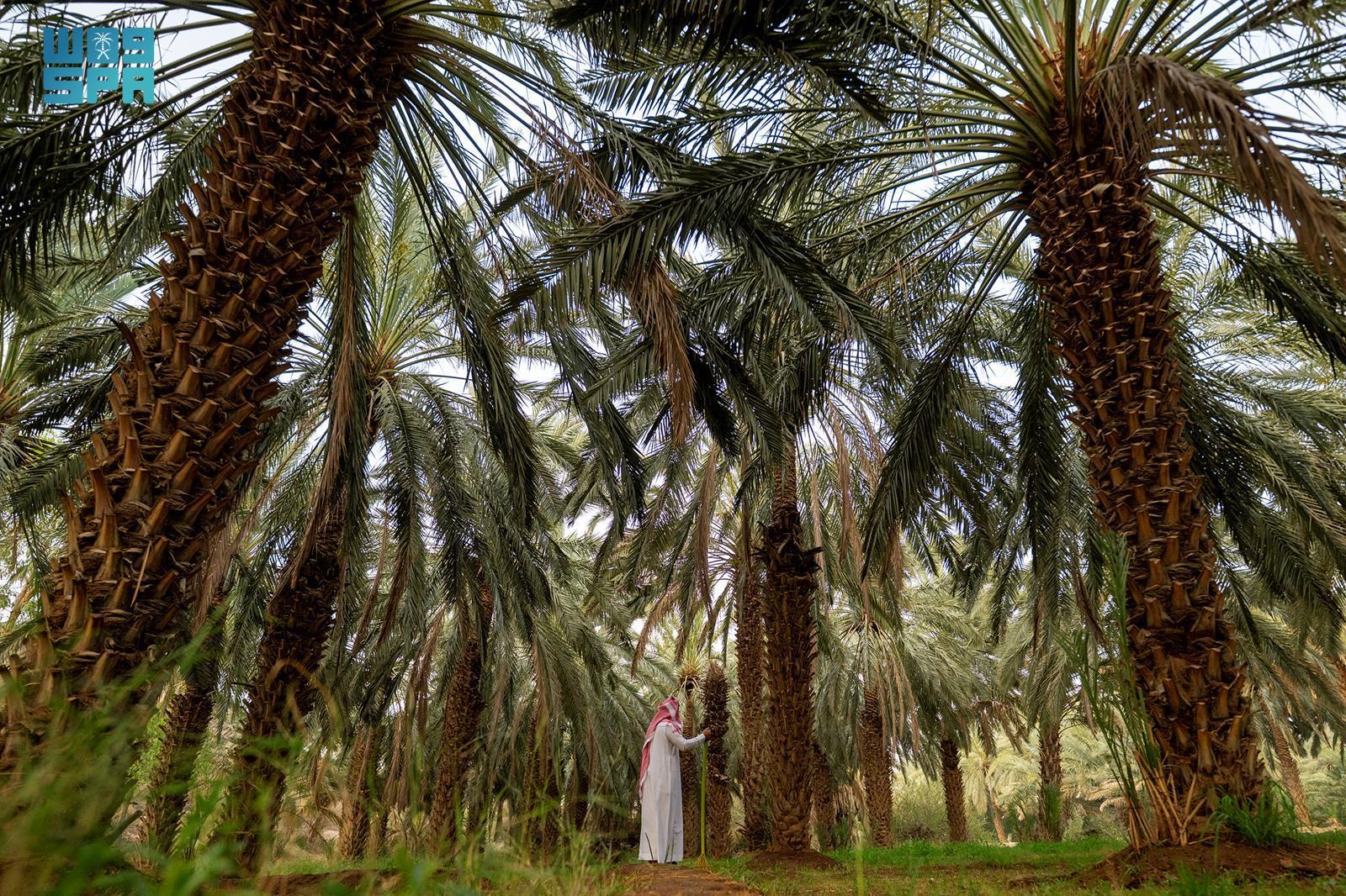 صورة من الألبوم