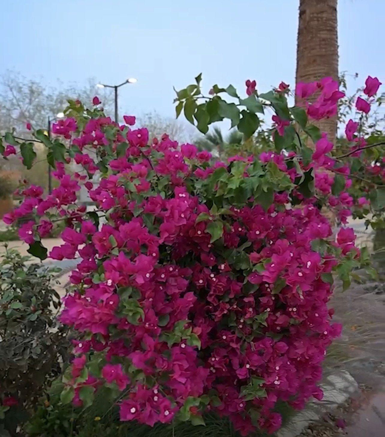 صورة من الألبوم