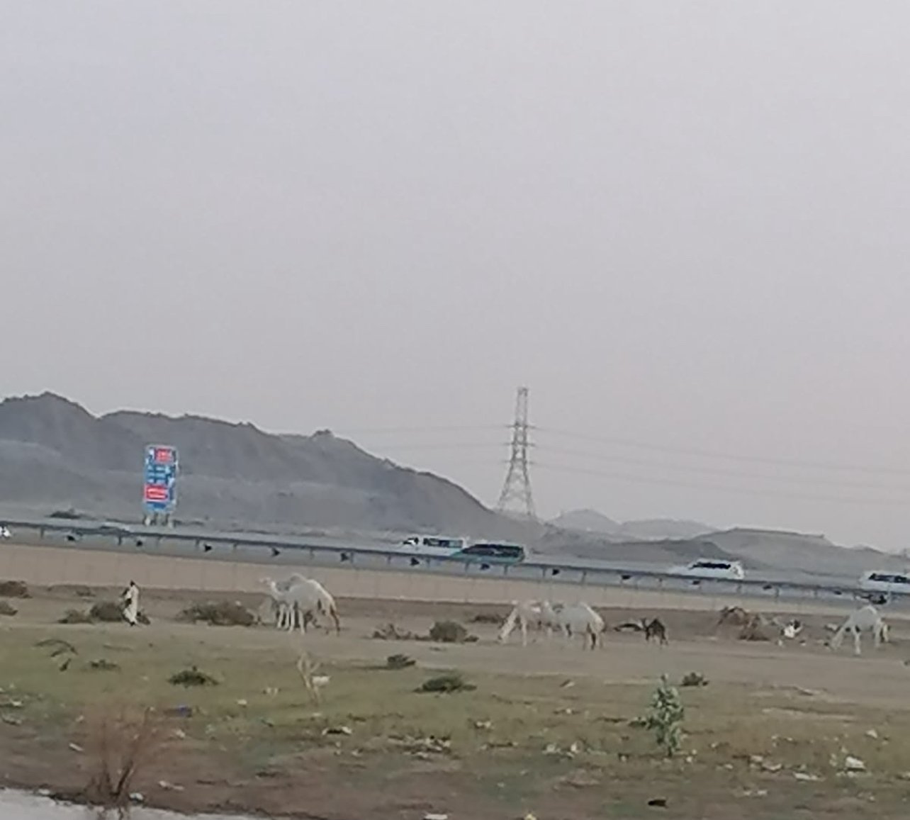 حظائر الإبل تهدّد سلامة المسافرين