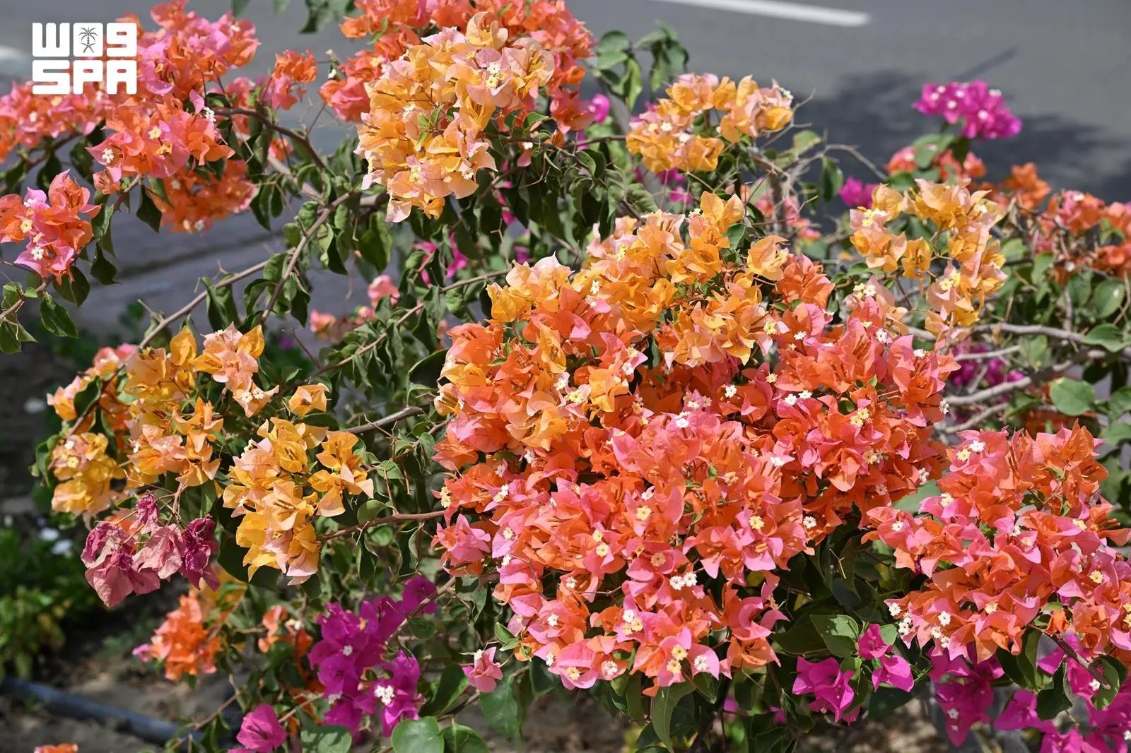صورة من الألبوم