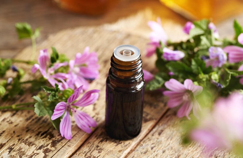 دراسة: الخبيزة البرية تُضعف نمو خلايا سرطان القولون. مستخلص الأزهار أدخل الخلايا السرطانية بحالة خمول. يثبط جينات مرتبطة بانقسام الخلايا. التأثير جيني وليس مضاد أكسدة فقط. النتائج مخبرية وتمهّد لأبحاث علاجية مستقبلية 