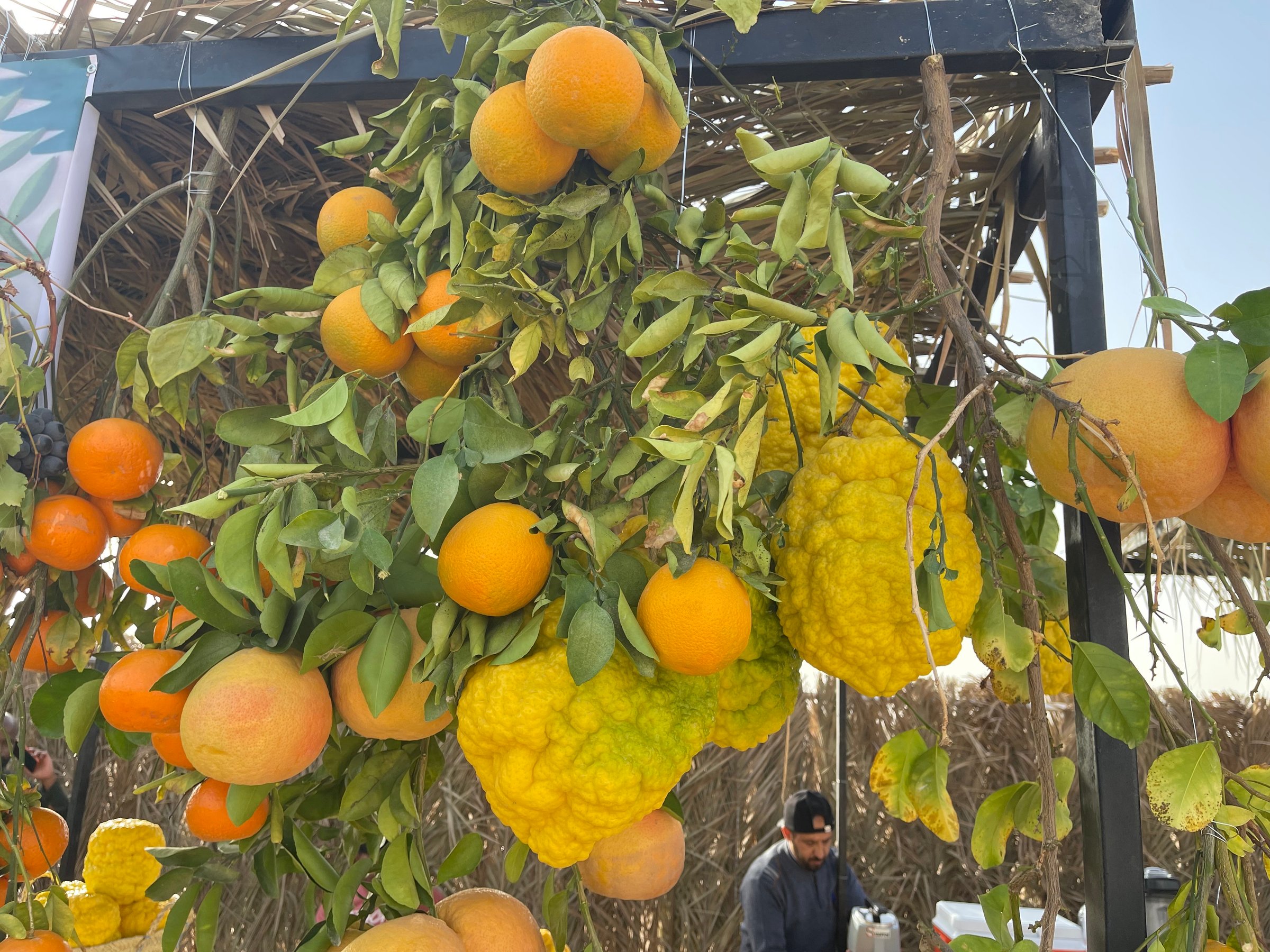 صورة من الألبوم