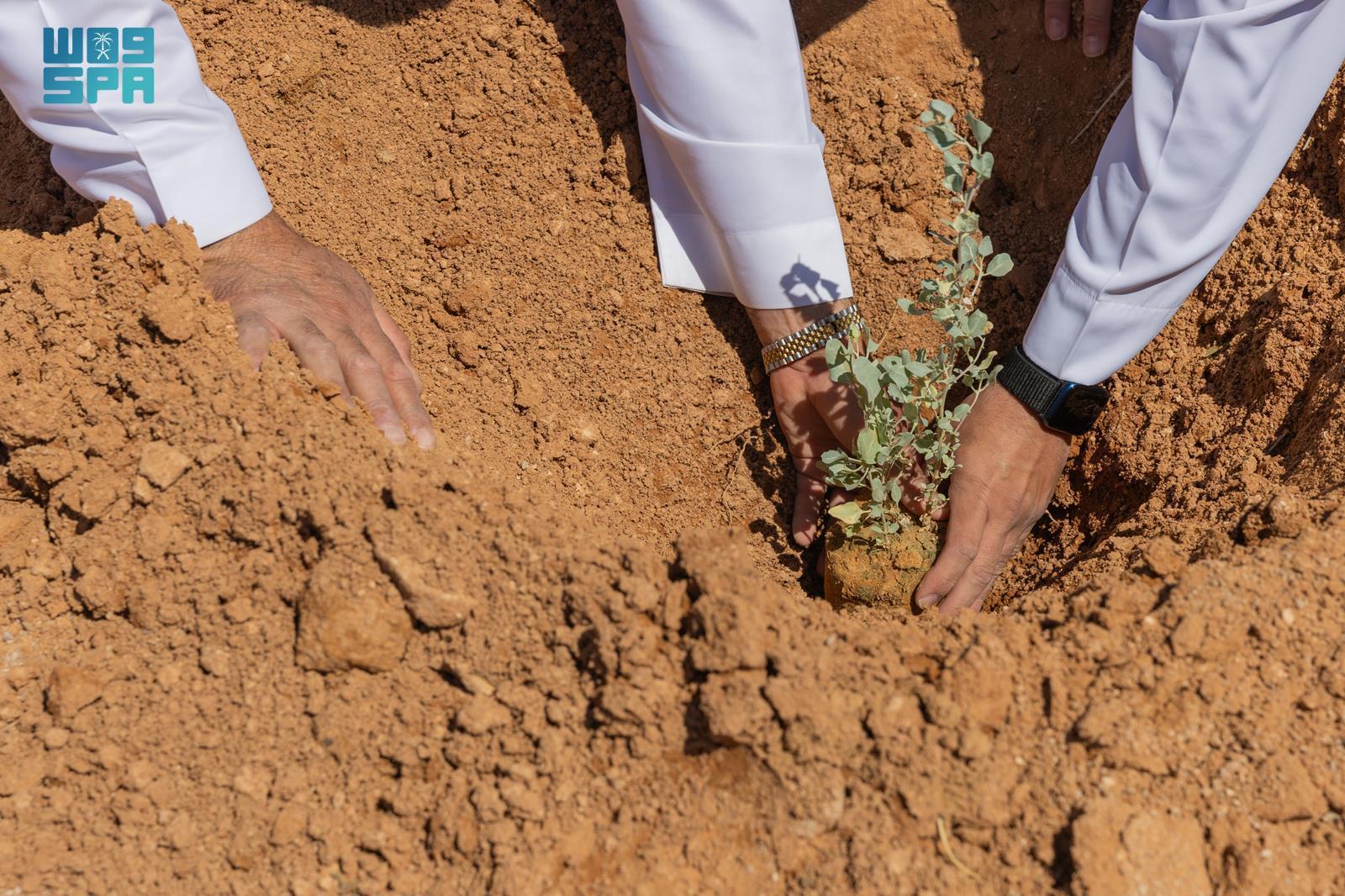 صورة من الألبوم