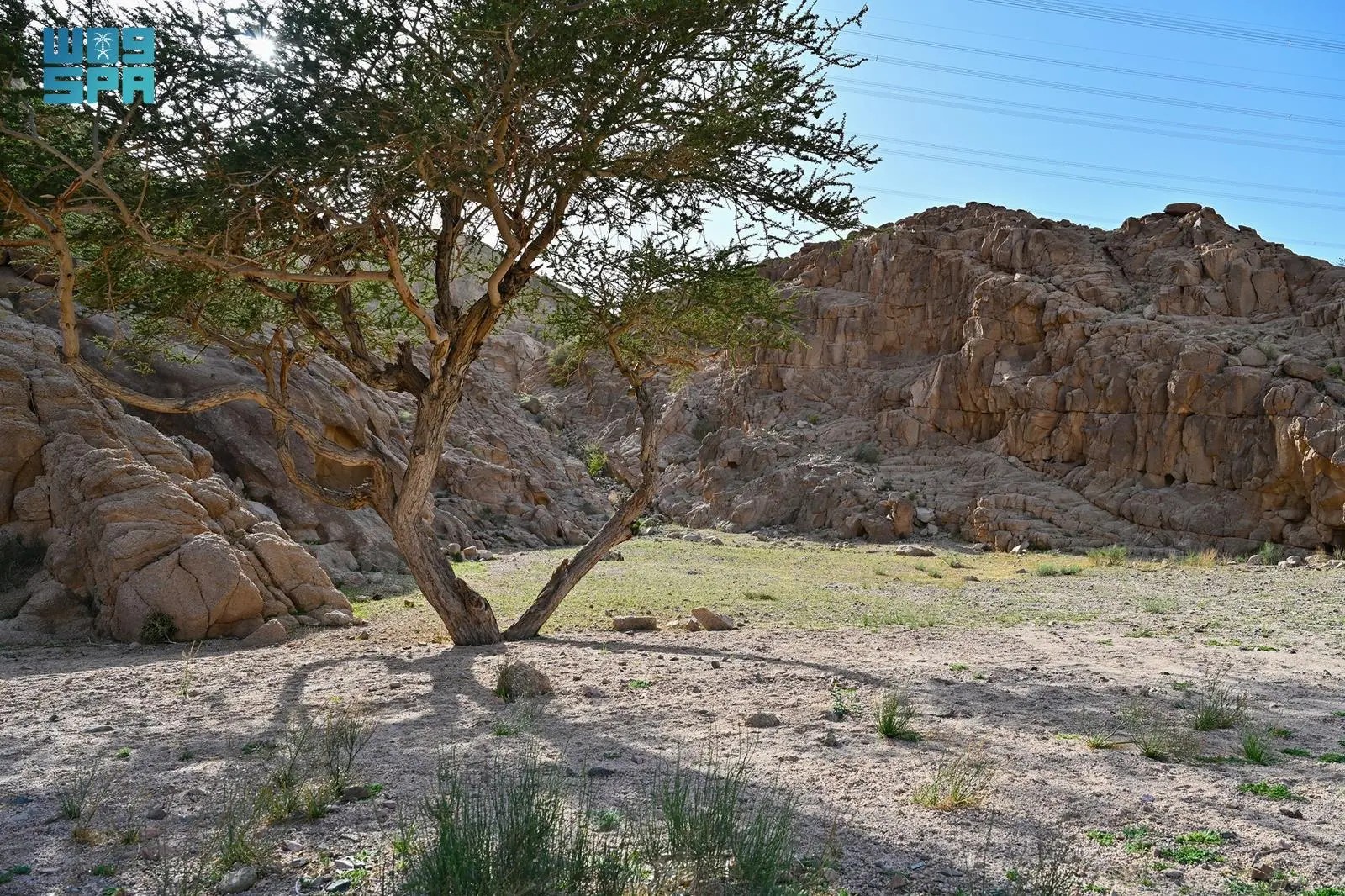 صورة من الألبوم