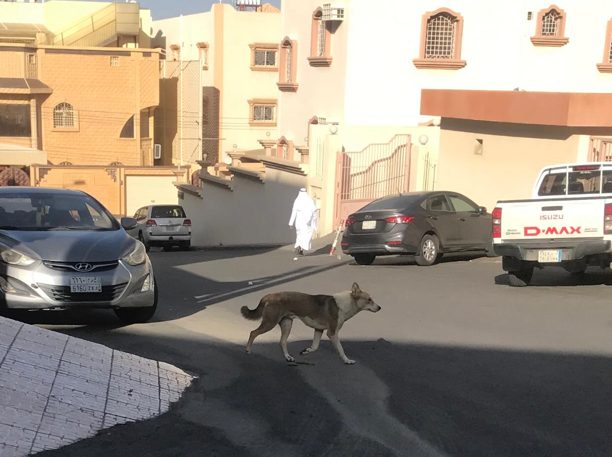 ?لثعابين وصلت البيوت.. شاهد بصرة