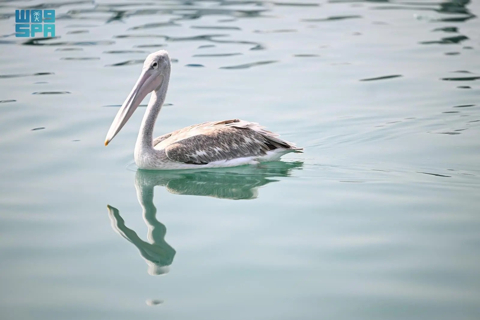 صورة من الألبوم