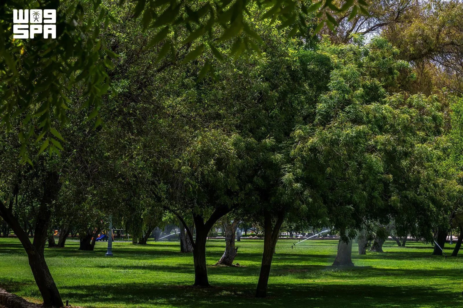 صورة من الألبوم
