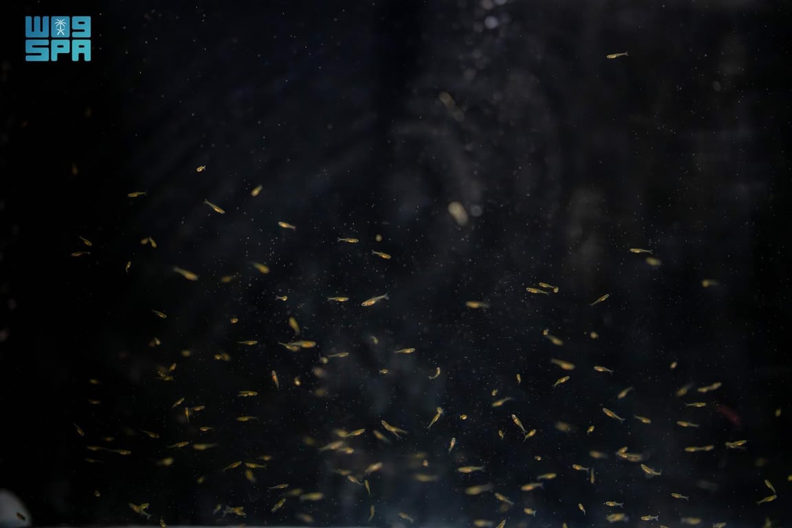 إكثار أسماك المياه العذبة في السعودية 2026