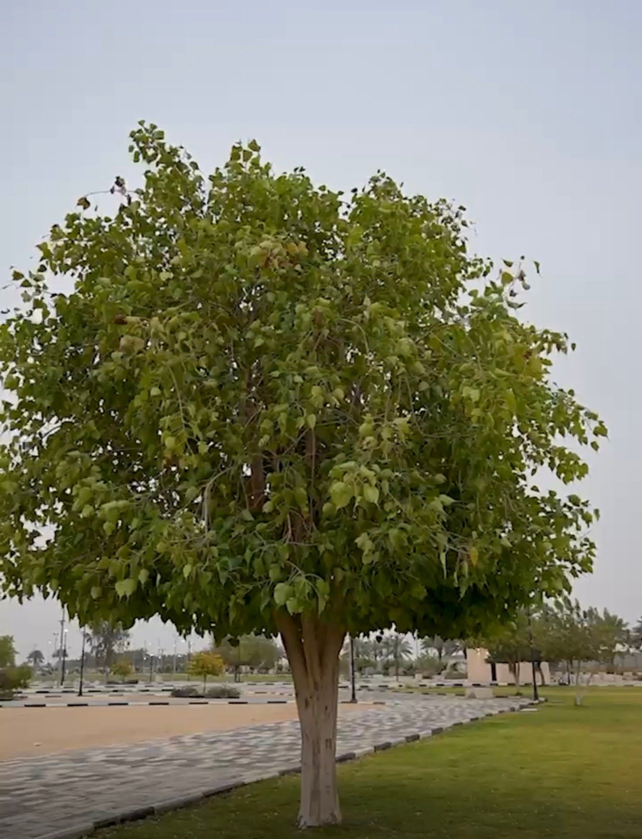 صورة من الألبوم