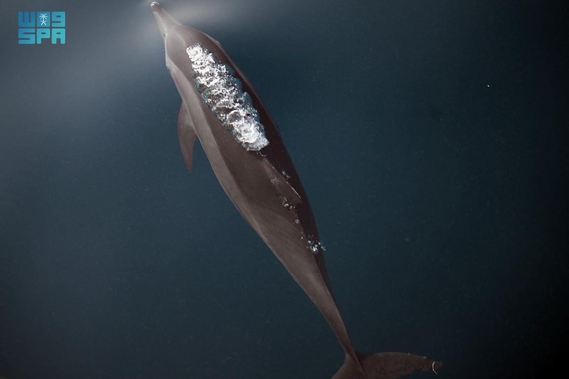 دلافين جزر فرسان 2026