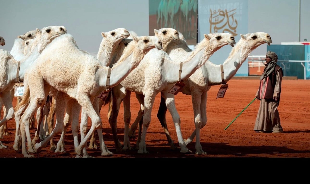 نادي الإبل يُعلن أسماء المحكمين ونتائجهم في مهرجان الملك عبدالعزيز للإبل 11. القرار يبدأ تطبيقه من النسخة المقبلة لتعزيز الشفافية والحوكمة. الخطوة تُعد الأولى من نوعها على مستوى مهرجانات الإبل عالمياً 