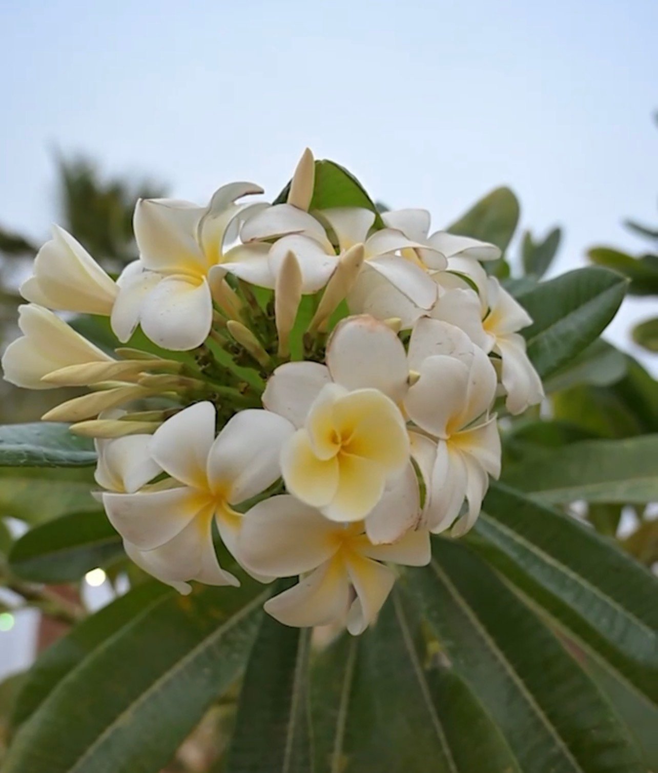 صورة من الألبوم
