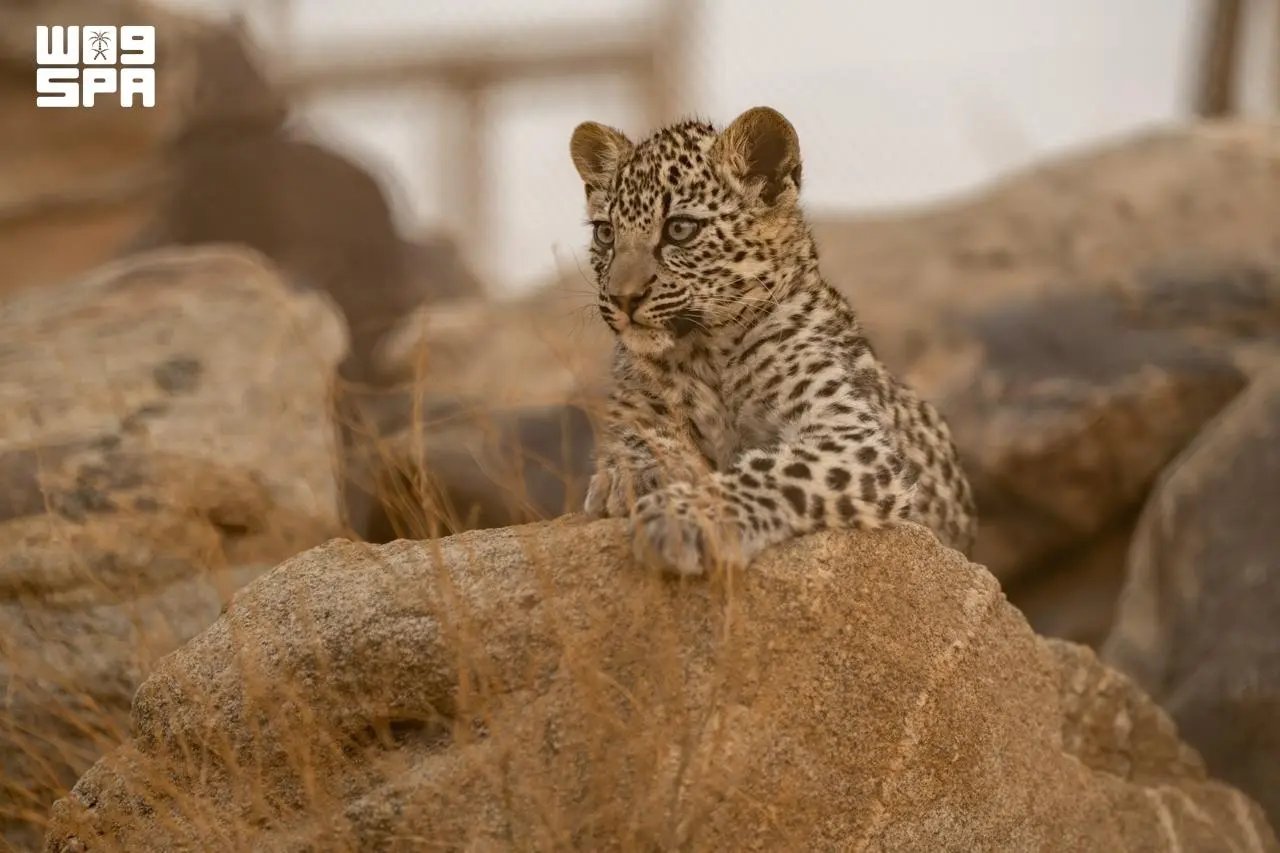 صورة من الألبوم