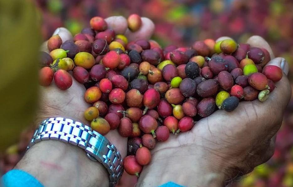 ?سجيل حداء الإبل والبن الخولاني