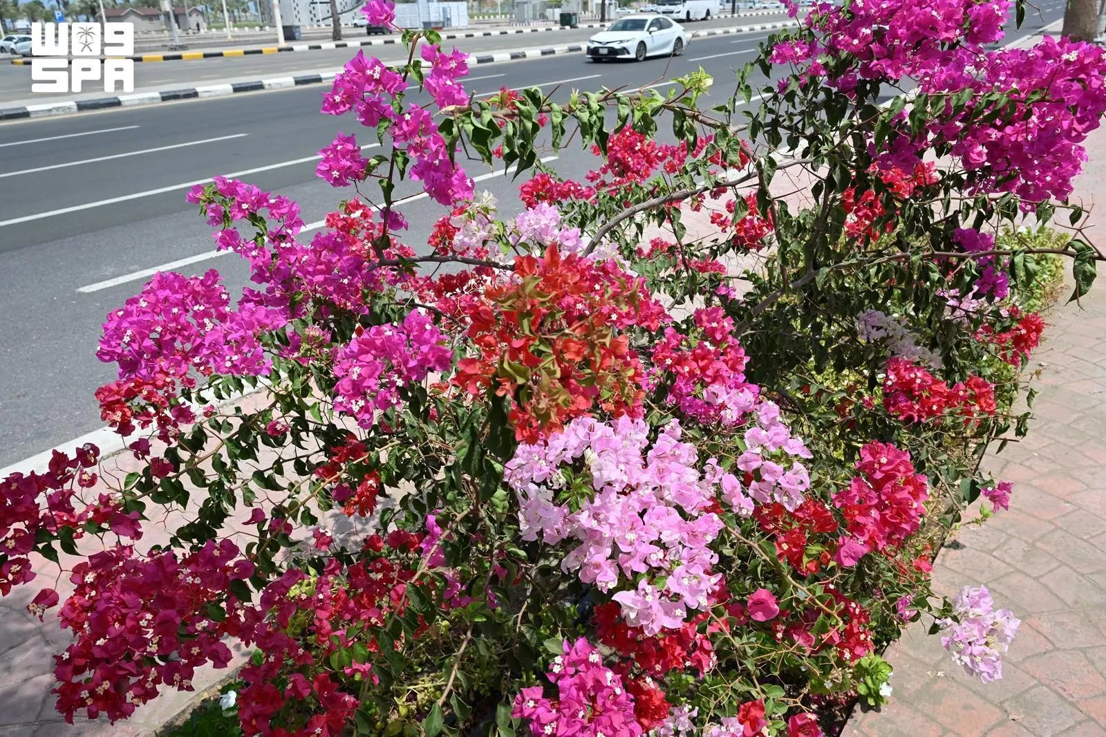 صورة من الألبوم