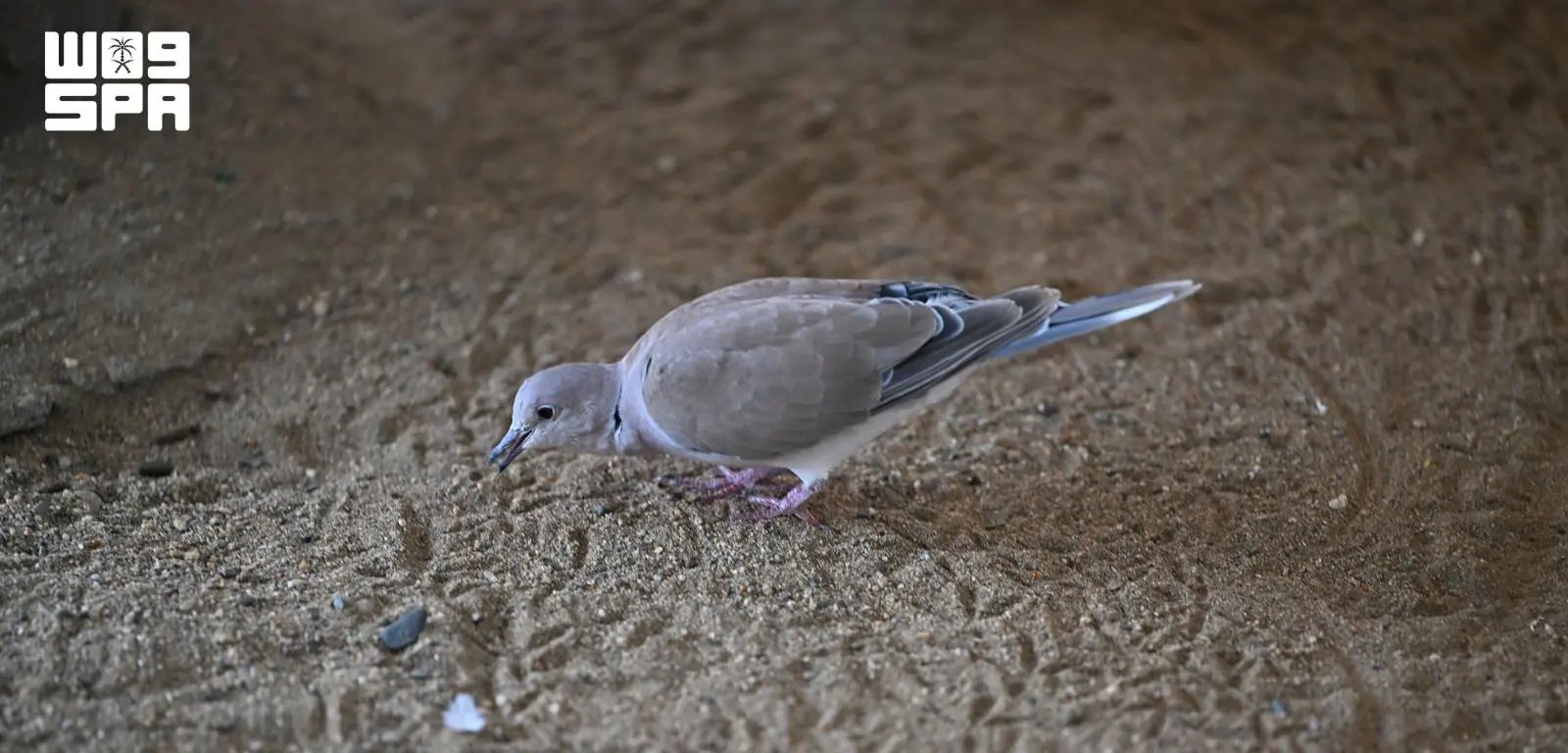 صورة من الألبوم