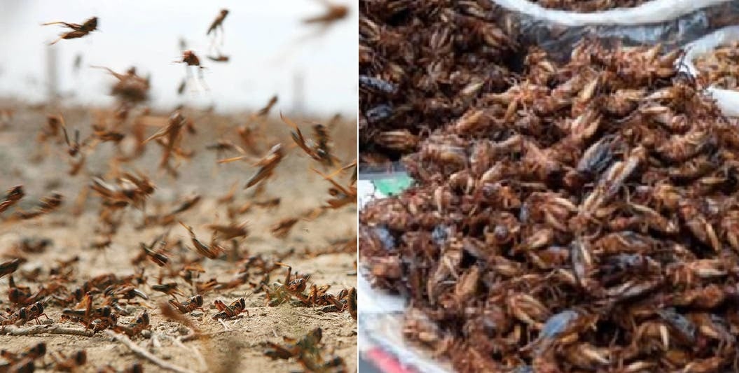 وجبة طعام للبشر.. علماء في