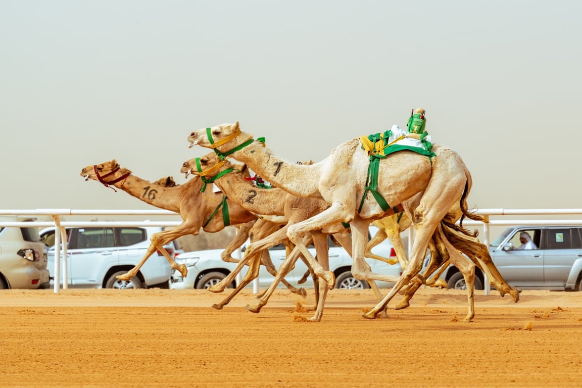 غداً.. ختام مهرجان خادم الحرمين للهجن 2026 بجوائز تتجاوز 15 مليون ريال. ختام مهرجان خادم الحرمين الشريفين للهجن 2026 غدًا في الجنادرية بأربعة أشواط نهائية للحيل والزمول، وسط حضور رسمي وجماهيري.. جوائز الأشواط الختامية تتجاوز 15 مليون ريال، فيما بلغ إجمالي جوائز النسخة الحالية أكثر من 75 مليون ريال.. المهرجان يعكس دعم المملكة لسباقات الهجن وترسيخها كتراث رياضي وثقافي ذي حضور عالمي 