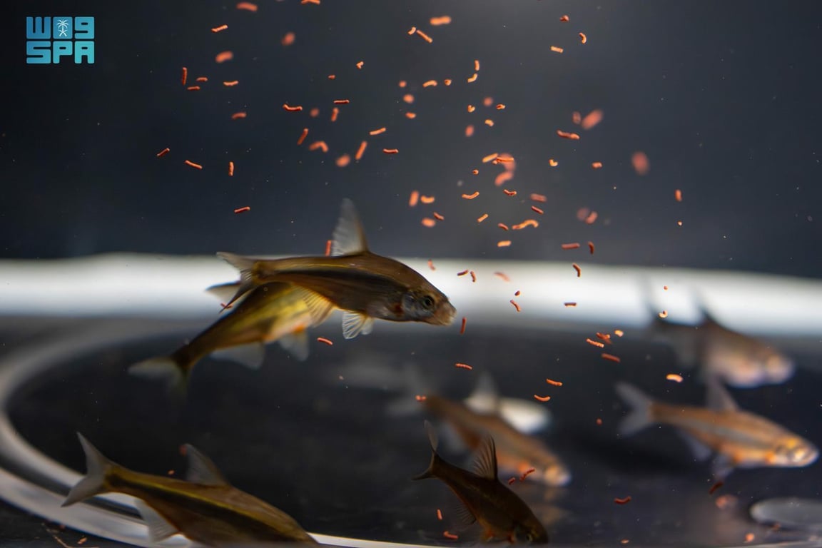 جهود المركز الوطني لتنمية الحياة الفطرية في الطائف