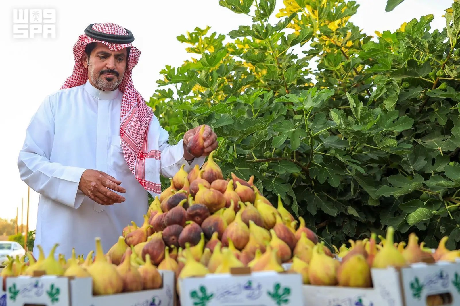صورة من الألبوم