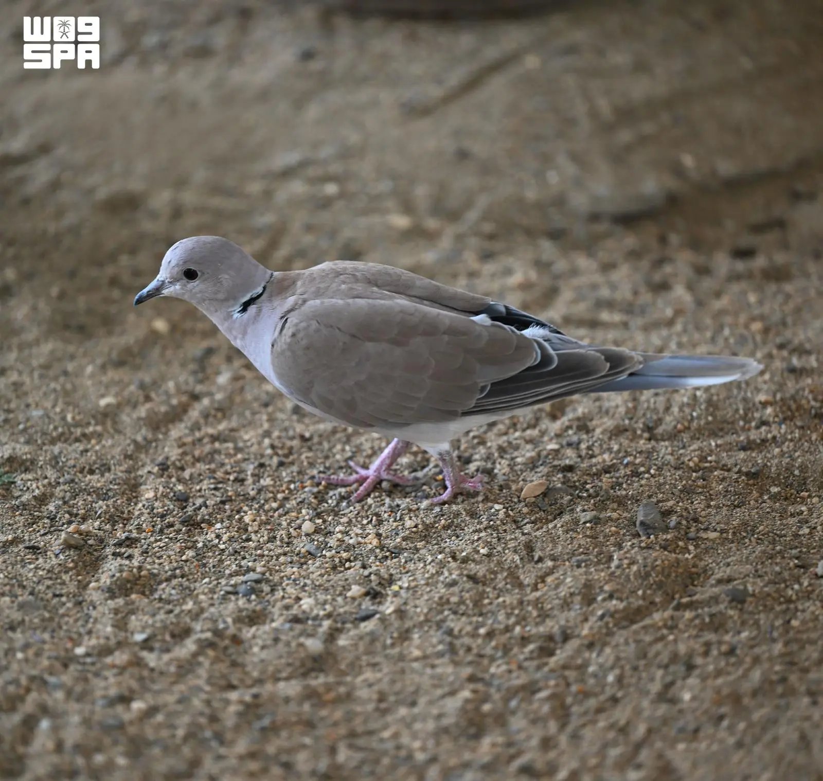 صورة من الألبوم