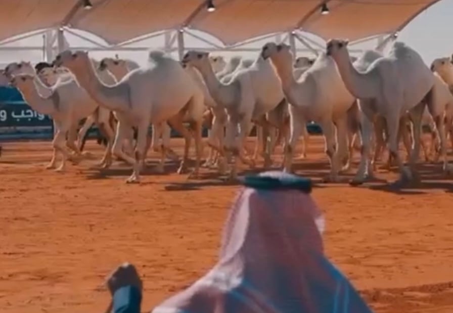 نادي الإبل يرفع نسبة الغزايز إلى 30% في شوطي بيرق الموحّد وسيف الملك. 20% خُصصت لسن رباع وثنية، و10% مفتوحة من مفرودة حتى رباع. القرار يهدف لتعزيز التنافس وتوسيع المشاركة وتحقيق العدالة بين الملاك 