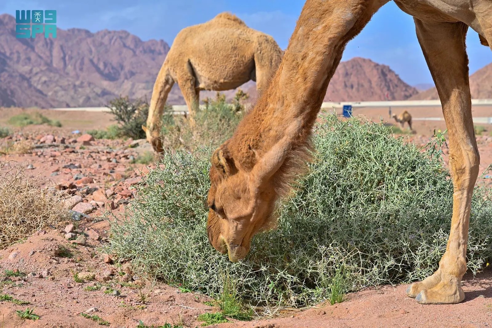صورة من الألبوم