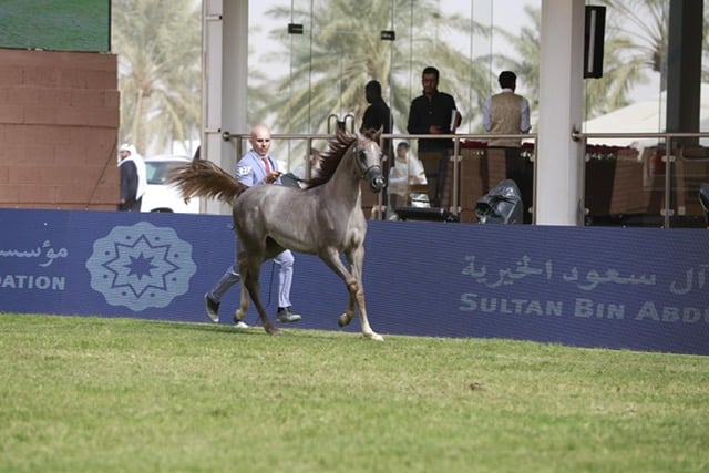?نطلاق بطولة جمال الخيل العربية