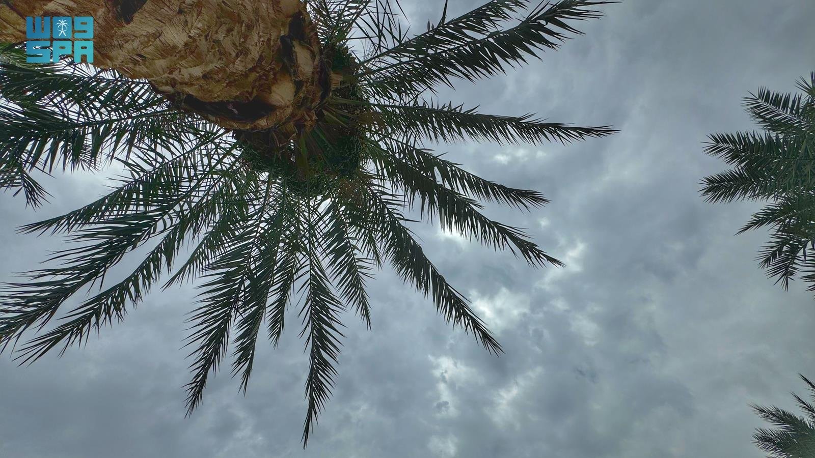 صورة من الألبوم