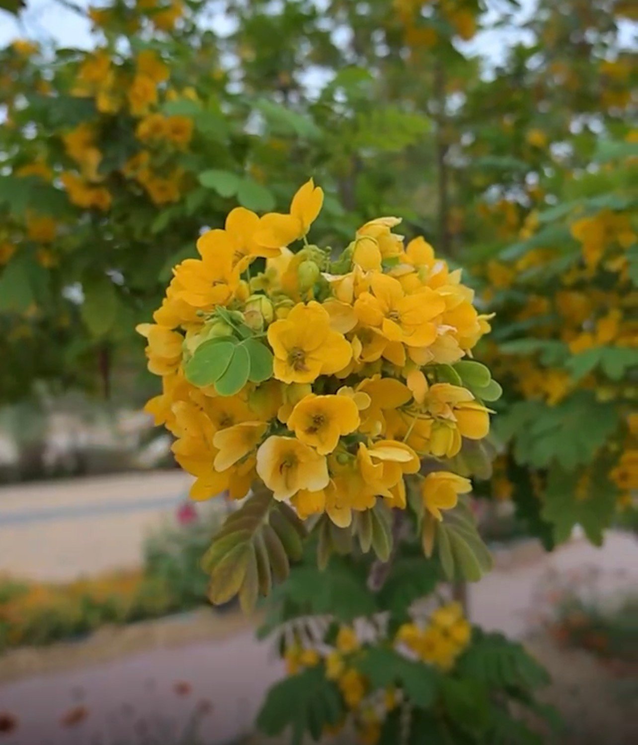 صورة من الألبوم