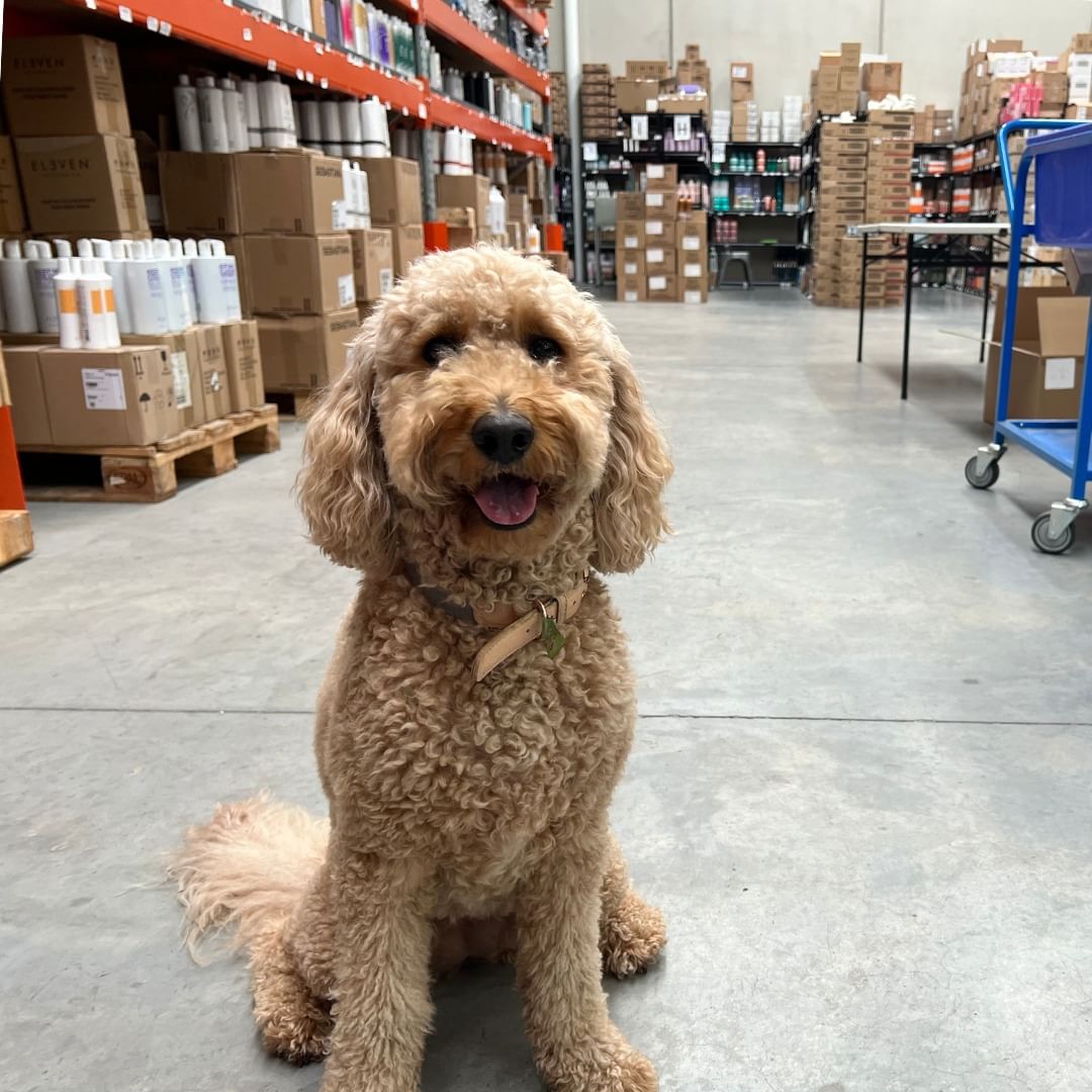 Meet Bamba, the hardest working (and most adorable) pup in the warehouse! 🩷

She has been crushing it in the warehouse and still making time for those all-important belly rubs 🐶🐾

#employeeofthemonth #OnTrendBeauty #Onlinebeauty #dog #cute