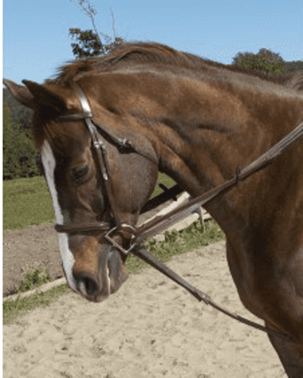 Ovation Stretch Cord Draw Reins Dark Brown Horse
