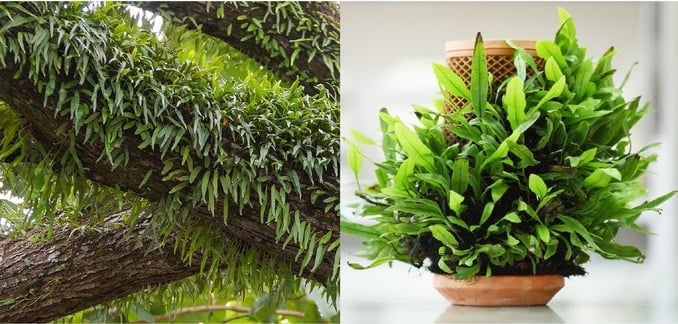 Terraplanter | Maceta hidropónica para cultivar plantas sin tierra