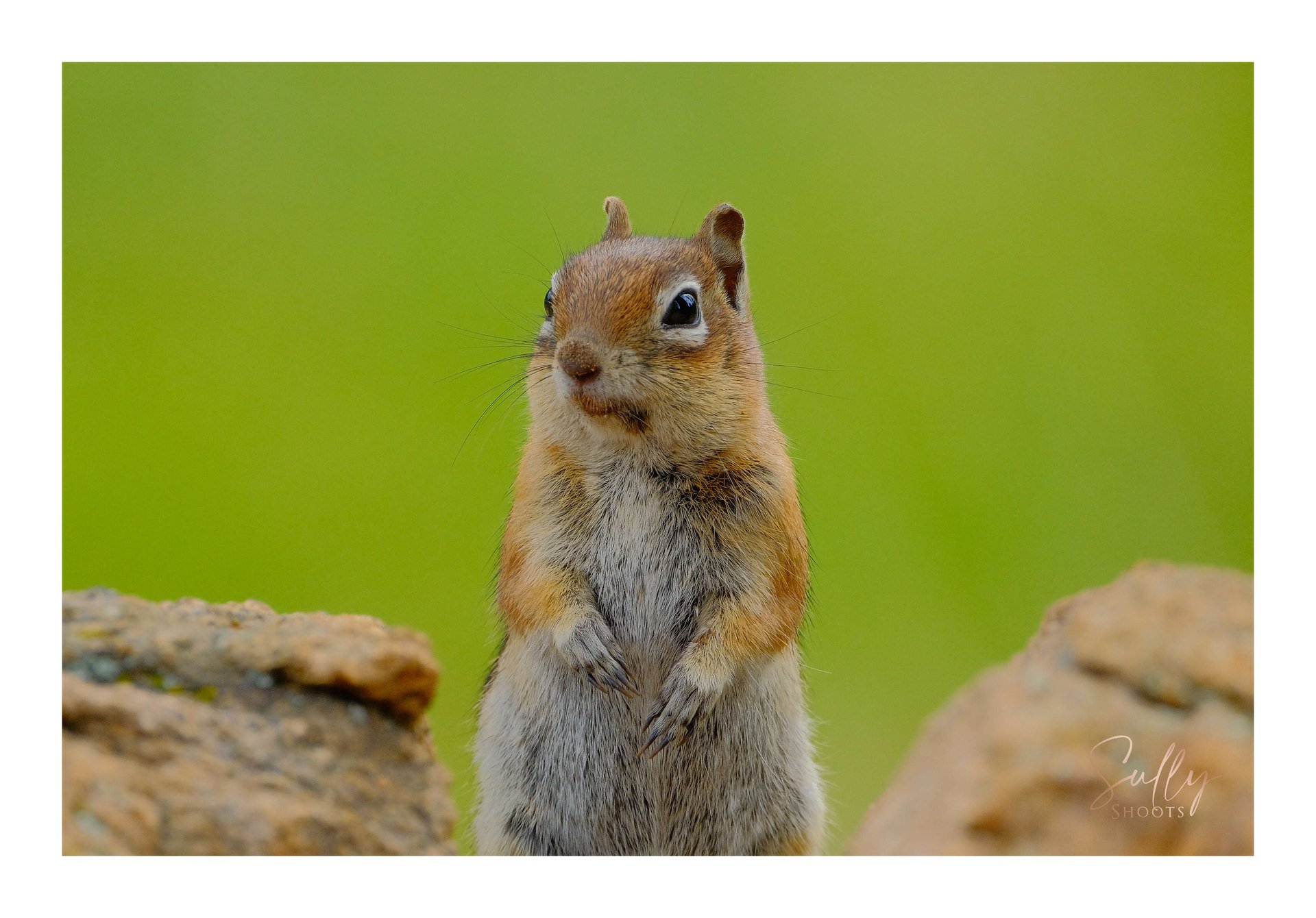 squirrel