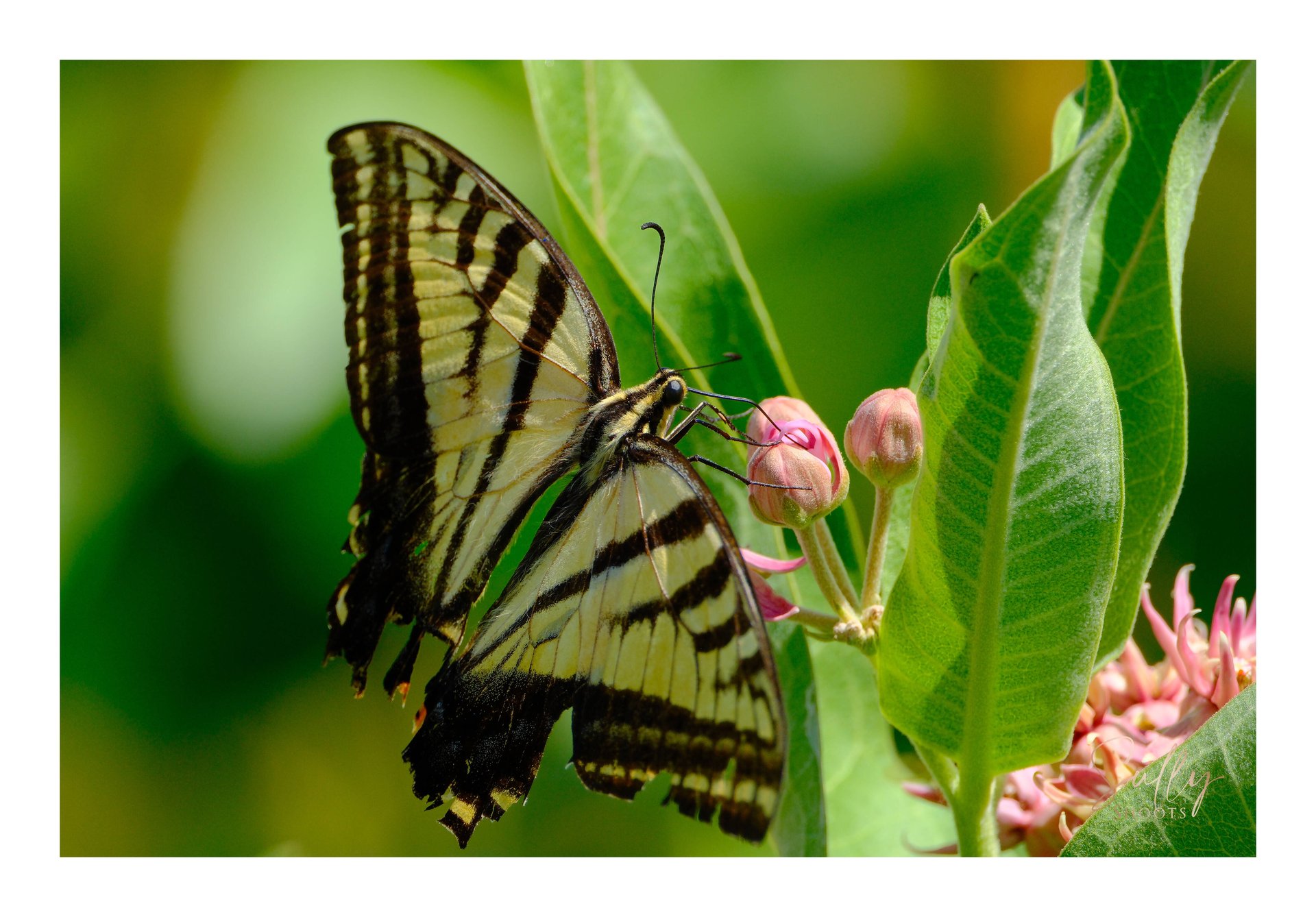 butterfly