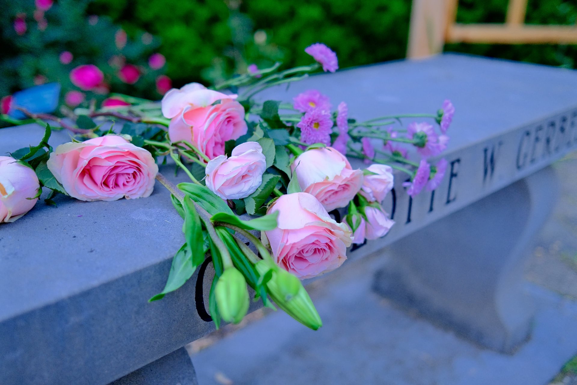 Rose Garden — Jon's Velvia — X100V SOOC JPG