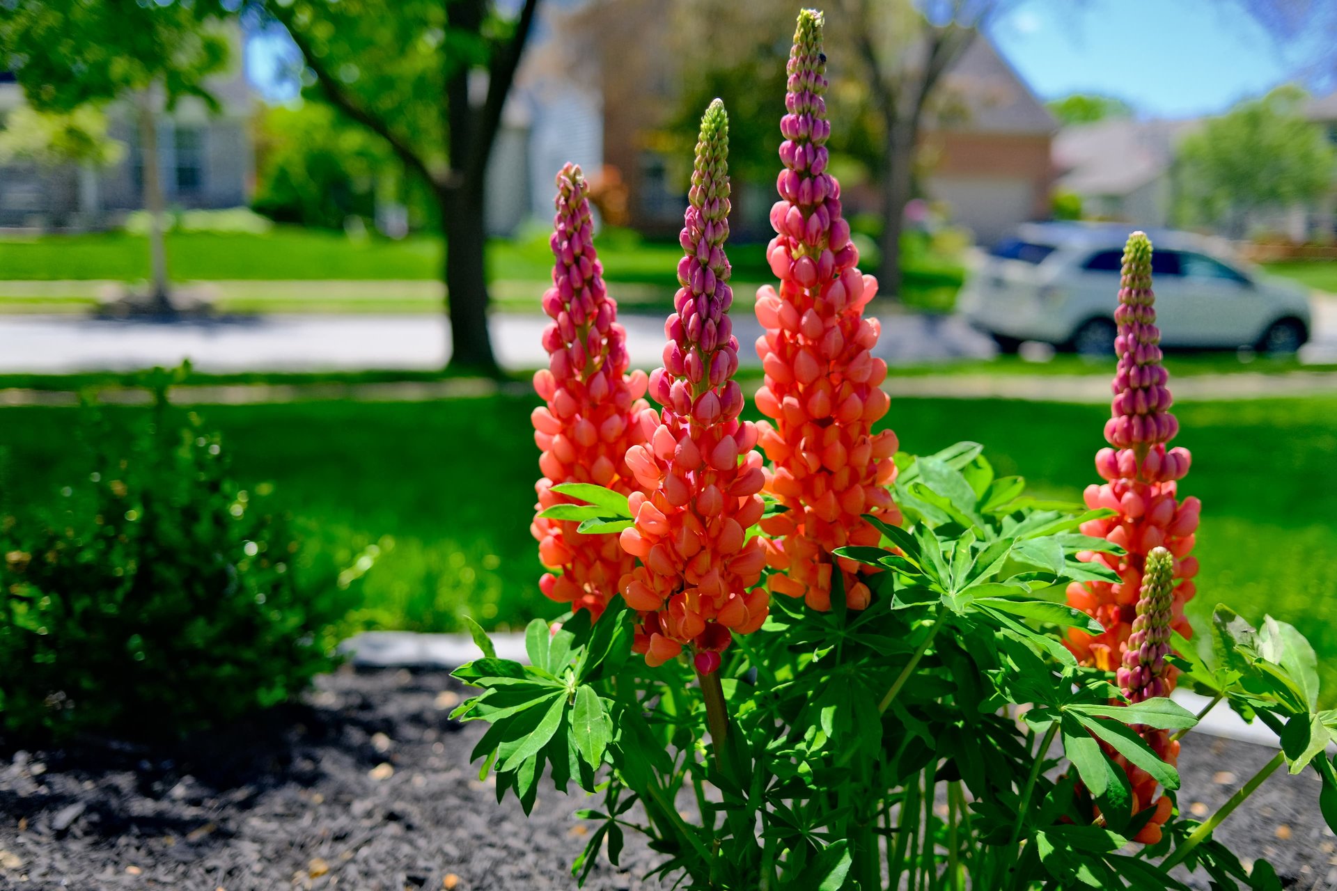 Spring Flowers — Jon's Velvia — X100V SOOC JPG